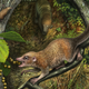 Artist’s depiction of Purgatorius mckeeveri.